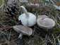Fenyő-pereszke (Tricholoma terreum), Balaton-felvidék